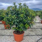 Červienka čínska (Photinia Serratifolia) ´CRUNCHY´® - výška 150-200 cm, kont. C150L VIACKMENNÝ DÁŽDNIK